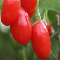 Годжи (чудо-ягода)