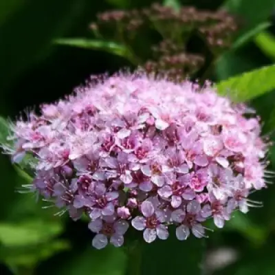 Спирея ПИНК СПАРКЛЕР в Минске