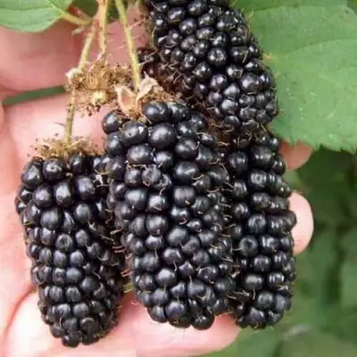 Ежевика ЛОХ НЕСС бесшипная  в Минске