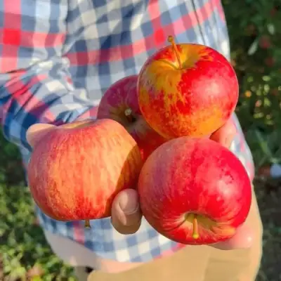 Яблоня КРАСАВИТА в Минске