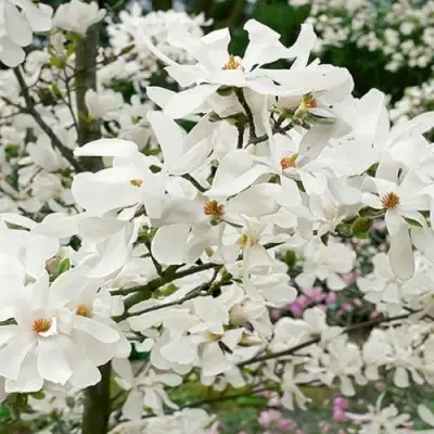 Магнолия ЛЕБНЕРА МЕРРИЛЛ в Минске