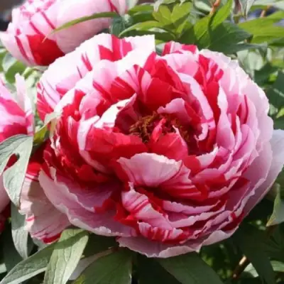 Пион РЕД ВИЗ ПИНК древовидный в Минске