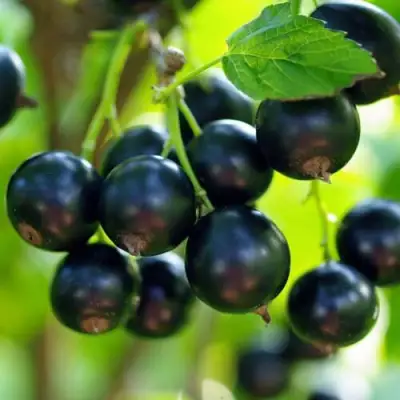 Смородина чёрная ВЕЛОЙ (ЛЕНИНГРАДСКАЯ СЛАДКАЯ) в Минске