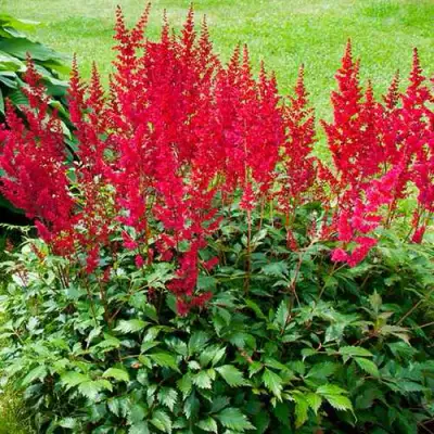 Астильба КОБЛЕНЦ японская в Минске