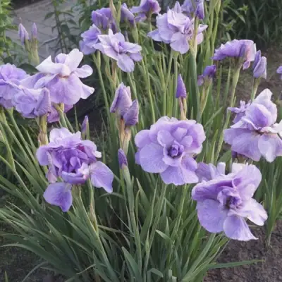 Ирис ИМПЕРИАЛ ОПАЛ сибирский в Минске