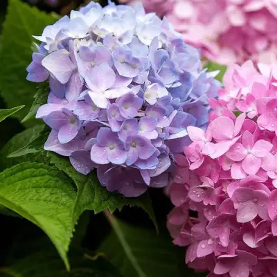 саженцы гортензии бесконечное лето