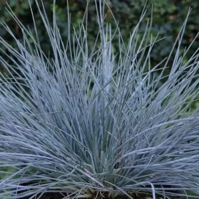 Овсяница АЙСФОГЕЛЬ сизая в Минске