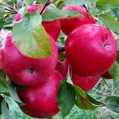 саженцы яблони Айдаред