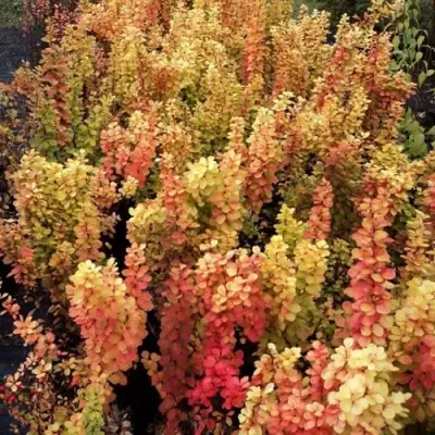 Барбарис САММЕР САНСЕТ тунберга в Минске