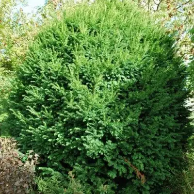 Тис РЕПАНДЕНС ягодный в Минске