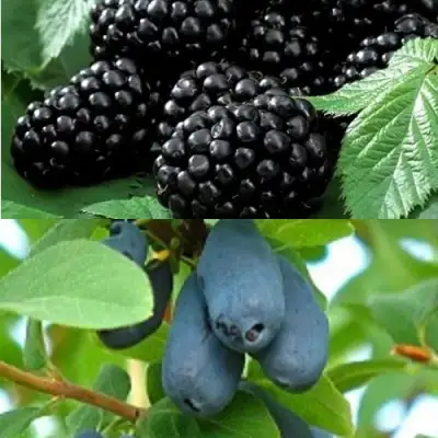 Комплект ЯГОДНЫЙ ДУЭТ в Минске