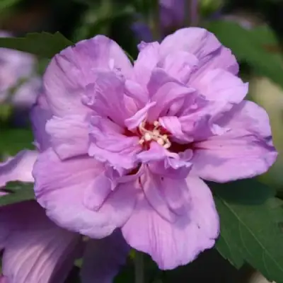 Гибискус АРДЕНС сирийский в Минске