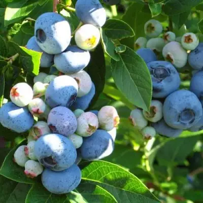 Голубика ДАРРОУ в Минске