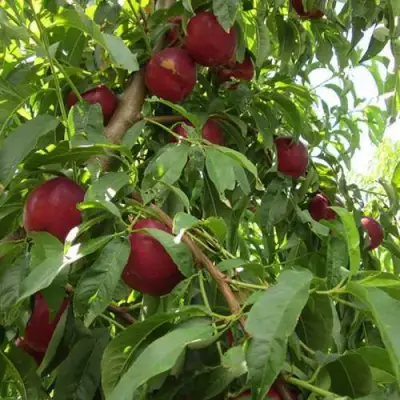 Нектарин ЭКСТРИМ БЬЮТИ в Минске