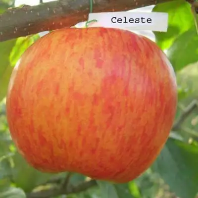 Яблоня ЦЕЛЕСТЕ в Минске