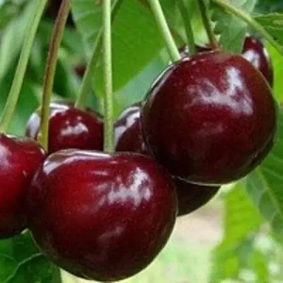 Вишня МИЛАВИЦА в Минске