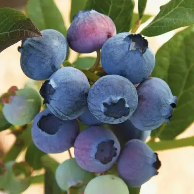 Голубика ОСОРНО в Минске