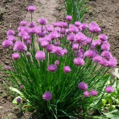 Лук-шнитт в Минске