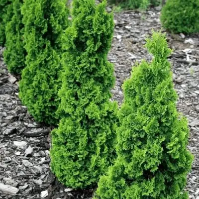 Туя ЗМАТЛИК западная в Минске