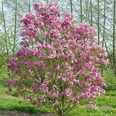 Магнолия СЬЮЗАН в Минске