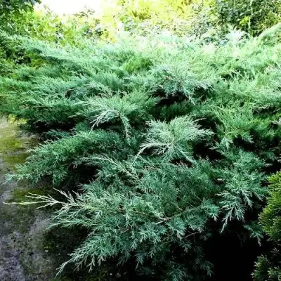 Можжевельник ПФИТЦЕРИАНА ГЛАУКА  средний в Минске