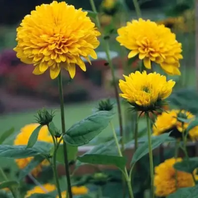 Подсолнечник СОЛЕЙЛ ДЕ ОР в Минске