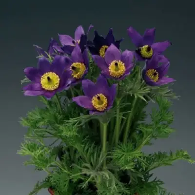 Прострел ПИНВИЛ БЛЮ ШЕЙДЕС в Минске