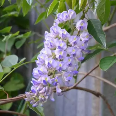 Глициния макростахия БЛЮ МУН в Минске