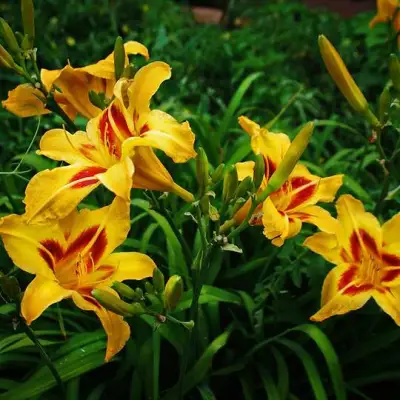 Лилейник БОНАНЗА гибридный в Минске