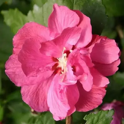 Гибискус ДЮК ДЕ БРАБАНТ сирийский  в Минске