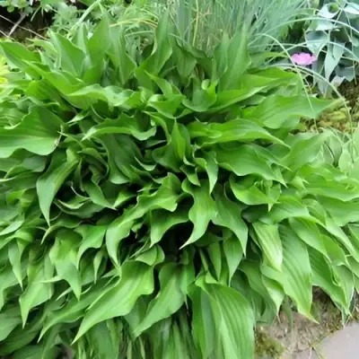 Хоста ГАРРИ ВАН ТРИЕР в Минске