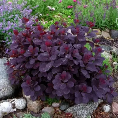 Скумпия РОЯЛ ПЕРПЛ кожевенная в Минске