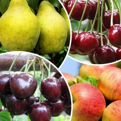 Комплект НАСЛАЖДЕНИЕ в Минске