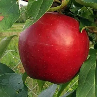 Яблоня РЕДФРИ в Минске