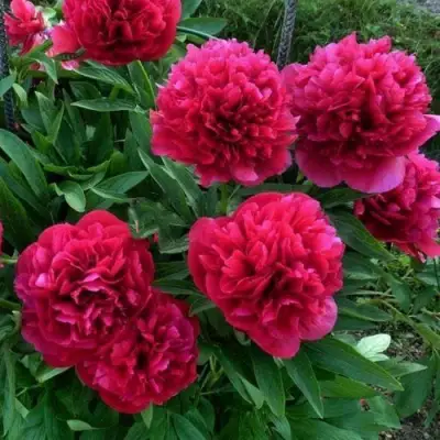 Пион БЕЛГРАВИЯ травянистый в Минске