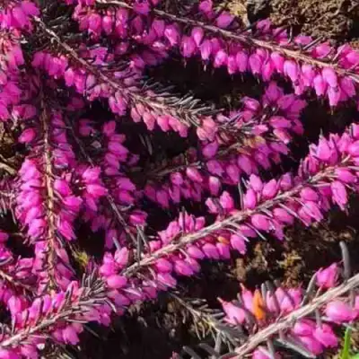 ЭРИКА "АЛЬПИЙСКИЙ ВЕРЕСК" (зимующая) сорт АТРОРУБРА в Минске