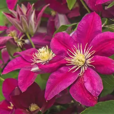 Клематис ЭРНЕСТ МАРКХАМ в Минске