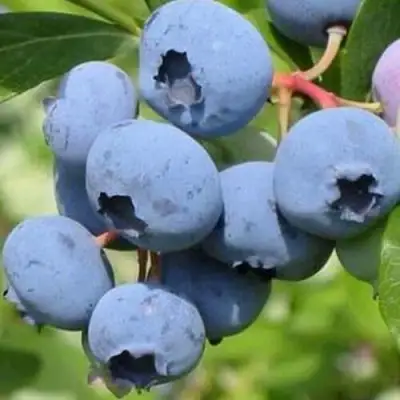 Голубика ДАРРОУ в Минске