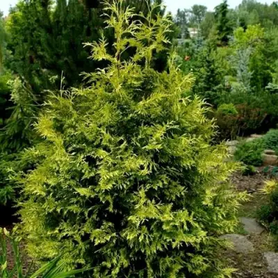 Туя ЗЕБРИНА ЭКСТРА ГОЛД складчатая в Минске