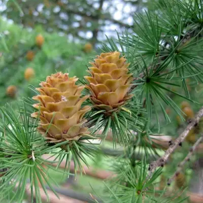 Лиственница КЕМПФЕРА в Минске