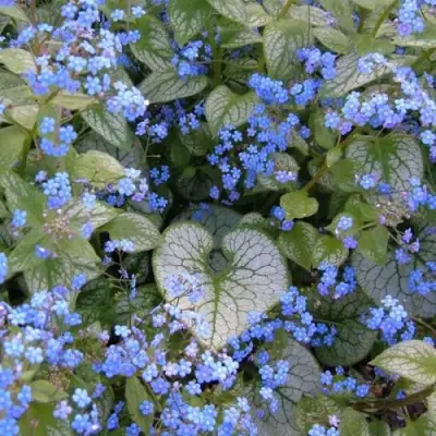 Бруннера ДЖЭК ФРОСТ в Минске