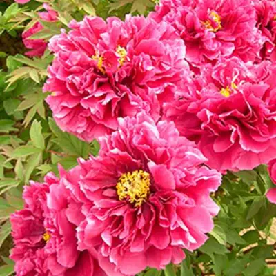 Пион ВОСХОД СОЛНЦА древовидный в Минске