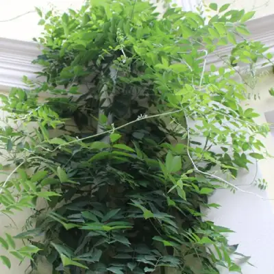 Глициния макростахия БЛЮ МУН в Минске