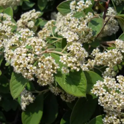 Кизильник пузырчатый в Минске