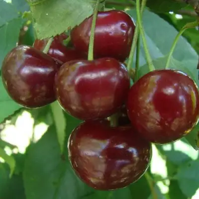 Дюк КОРМИЛИЦА в Минске