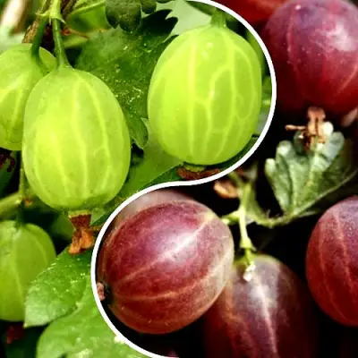 Комплект СКАЗКА в Минске