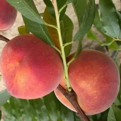 Персик ЮБИЛЕЙ СТОЛИЦЫ колонновидный в Минске