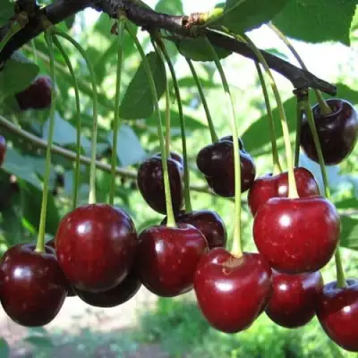 Вишня БЫСТРИНКА в Минске