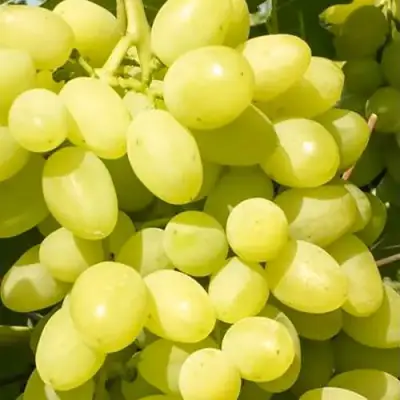 Виноград ДОЛГОЖДАННЫЙ в Минске