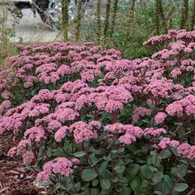 Очиток (седум) МАТРОНА в Минске